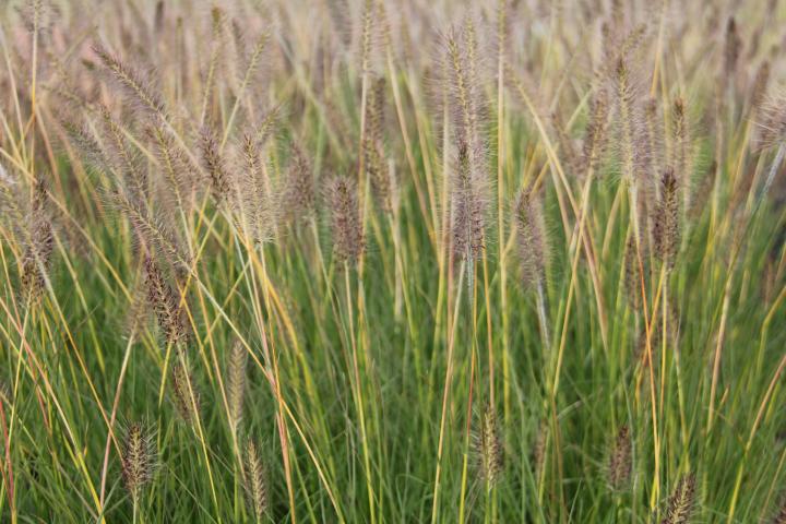 Pennisetum alopecuroides 'Goldstrich'