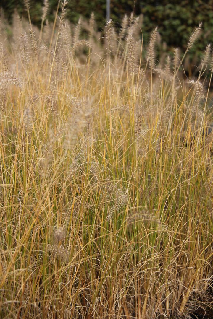 Pennisetum alopecuroides 'Hameln Gold'