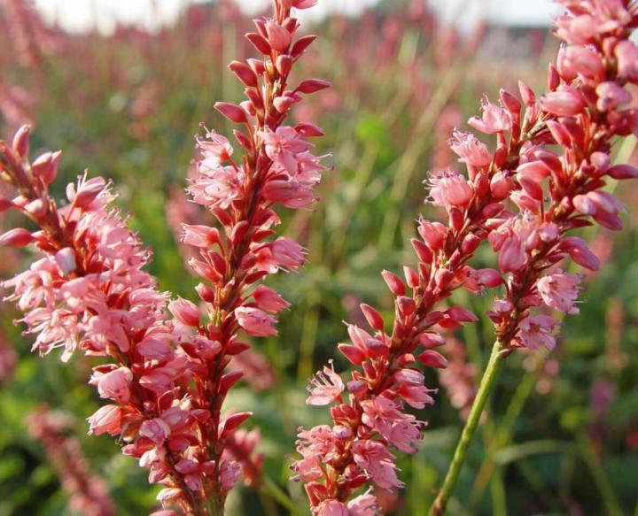 Persicaria amplexicaulis 'High Society'