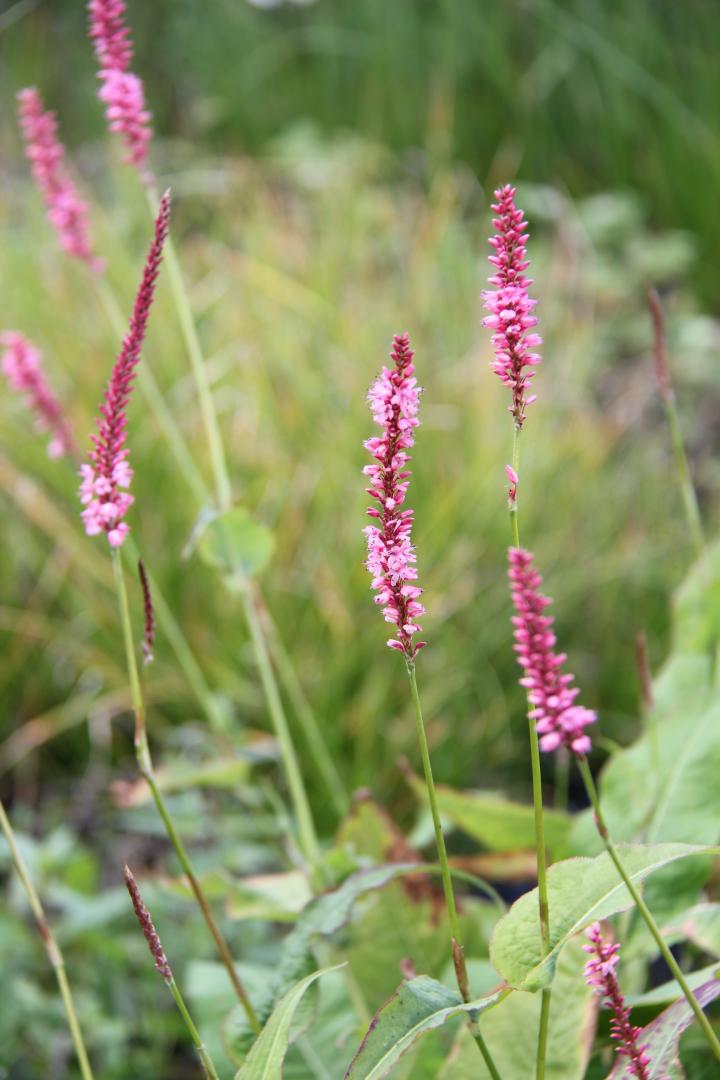 Persicaria amplexicaulis 'High Society'
