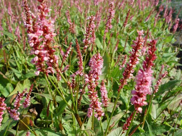 Persicaria amplexicaulis 'High Society'