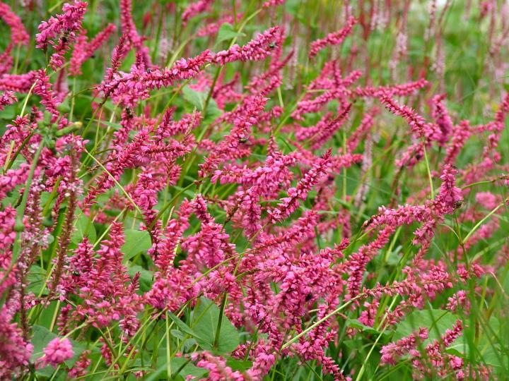 Persicaria amplexicaulis 'Janet'