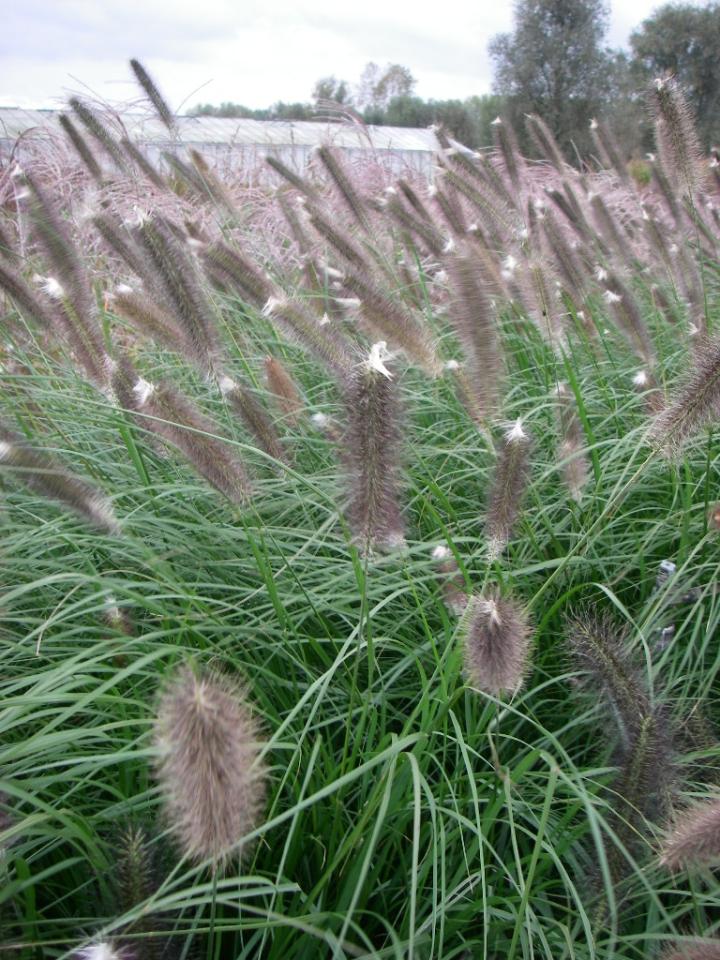 Pennisetum alopecuroides 'Japonicum'