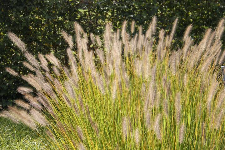 Pennisetum alopecuroides 'Japonicum'