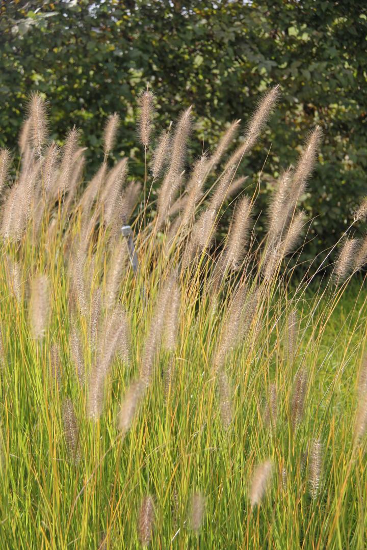 Pennisetum alopecuroides 'Japonicum'
