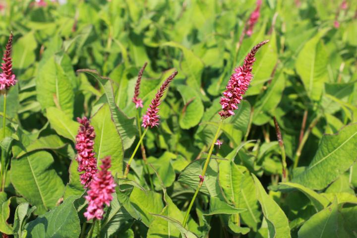 Persicaria amplexicaulis 'J.S.Calor' ®