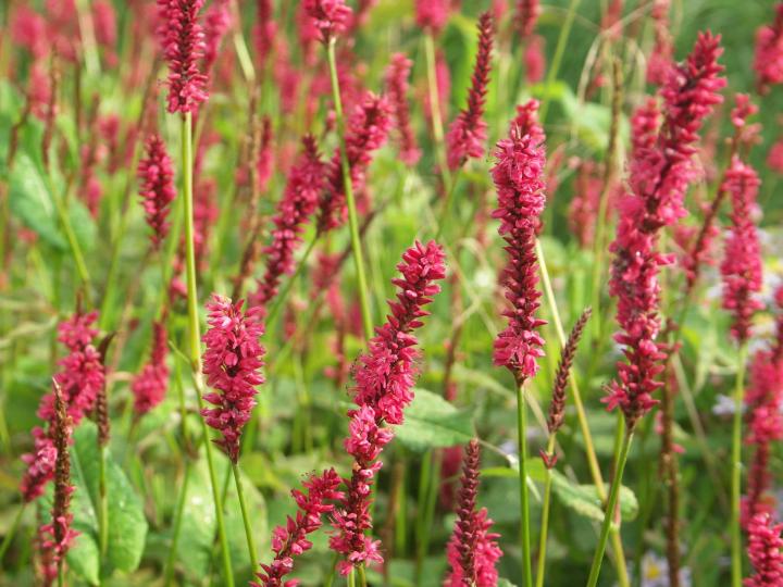 Persicaria amplexicaulis 'J.S.Calor' ®