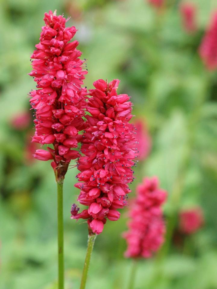 Persicaria amplexicaulis 'J.S.Delgado Macho' ®