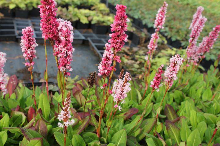 Persicaria affine 'Kabouter'
