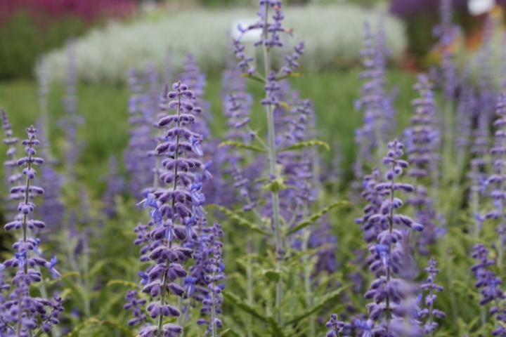 Perovskia atriplicifolia 'Lacey Blue' ®