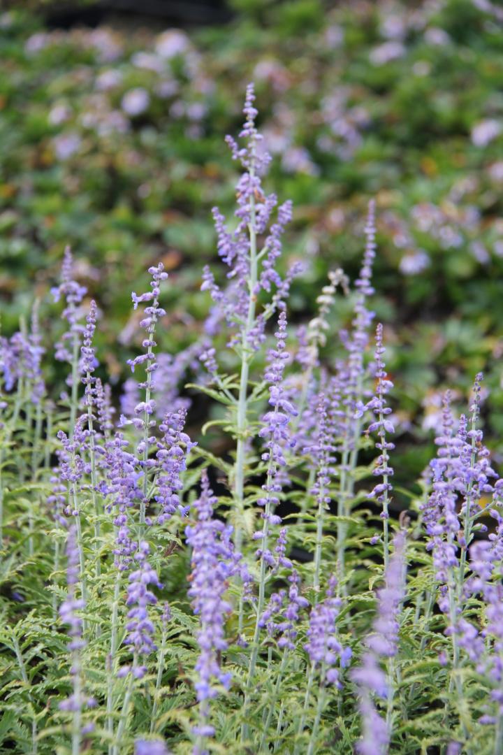 Perovskia atriplicifolia 'Lacey Blue' ®