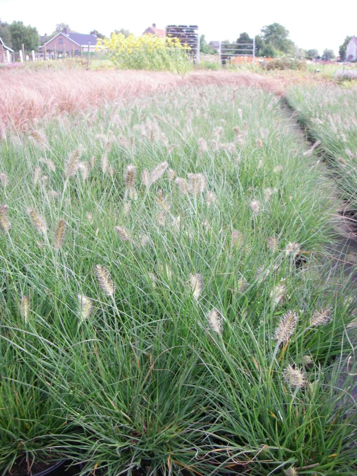 Pennisetum alopecuroides 'Little Bunny'