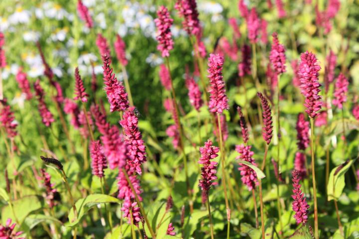 Persicaria amplexicaulis 'Lisan'