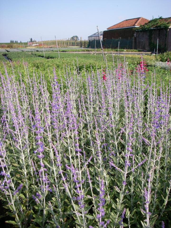 Perovskia atriplicifolia 'Little Spire' ®