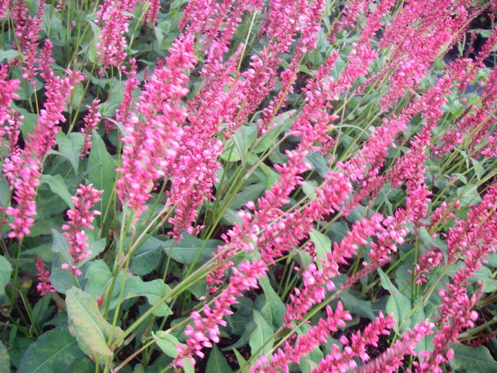 Persicaria amplexicaulis 'Orange Field' ®