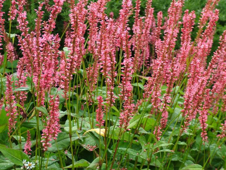 Persicaria amplexicaulis 'Orange Field' ®