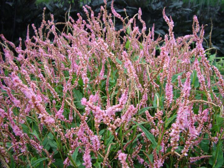 Persicaria amplexicaulis 'Pink Elephant' PBR