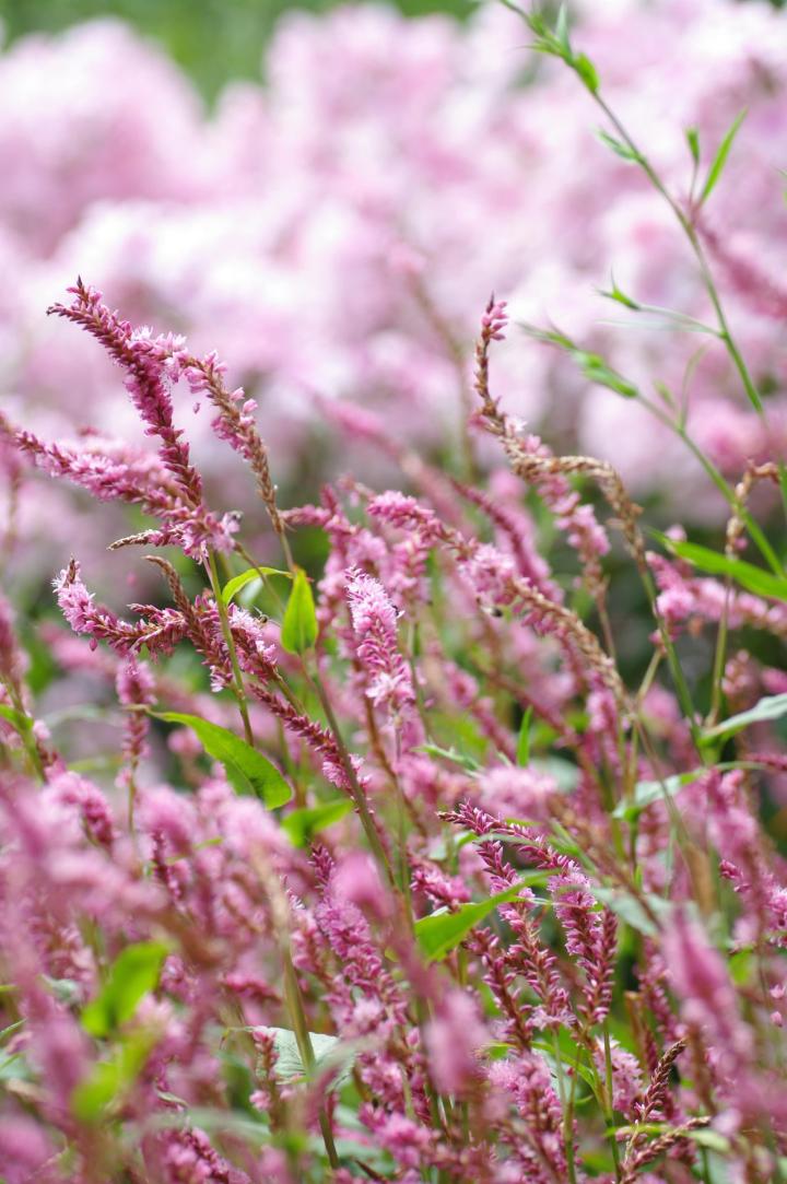 Persicaria amplexicaulis 'Pink Elephant' PBR