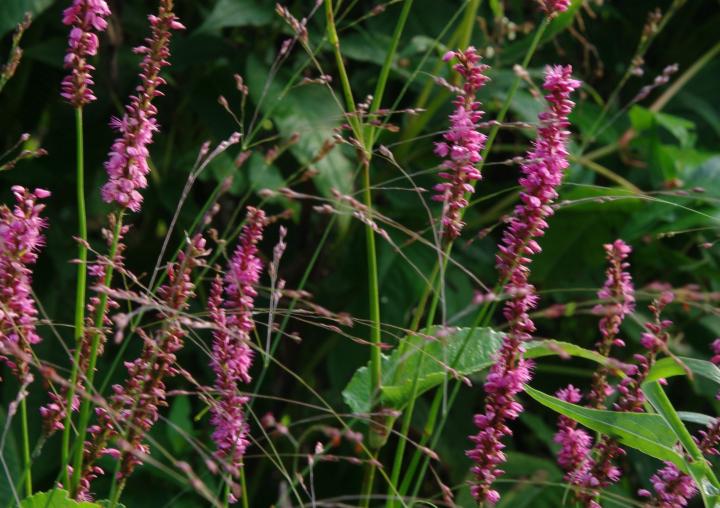 Persicaria amplexicaulis 'Pinkfield' ®