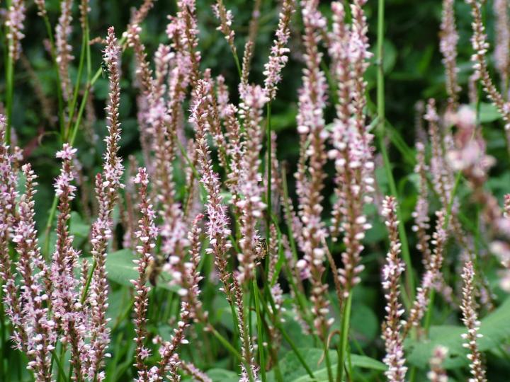 Persicaria amplexicaulis 'Pink Mist'