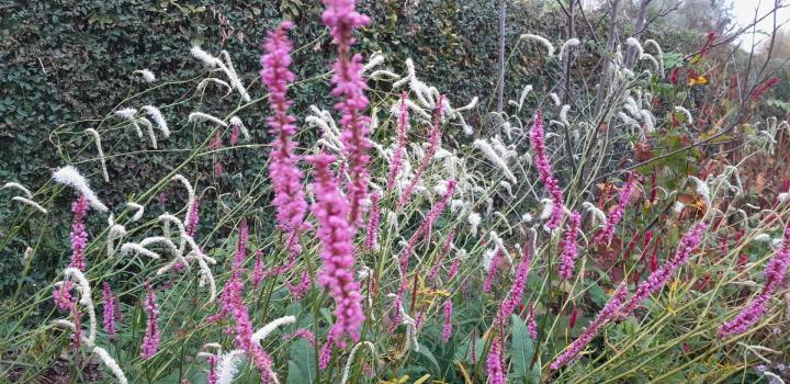 Persicaria amplexicaulis 'Rowden Gem'