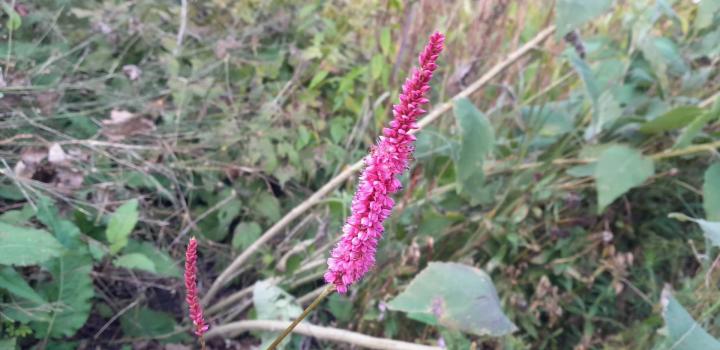 Persicaria amplexicaulis 'Rowden Gem'