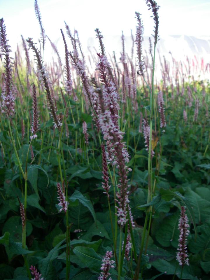 Persicaria amplexicaulis 'Rosea'