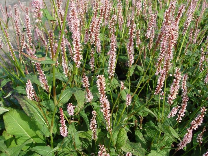 Persicaria amplexicaulis 'Rosea'