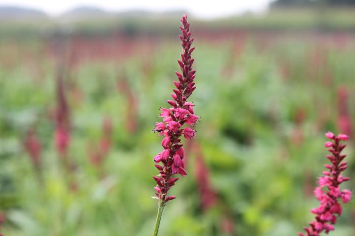 Persicaria amplexicaulis 'Speciosa'