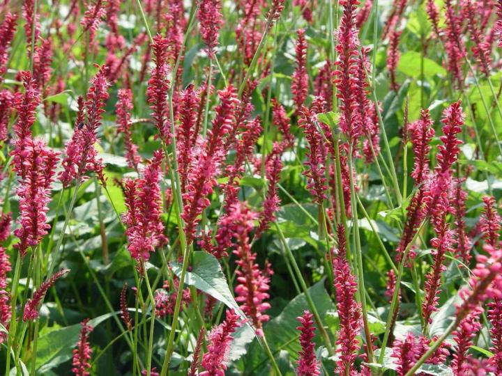 Persicaria amplexicaulis 'Speciosa'