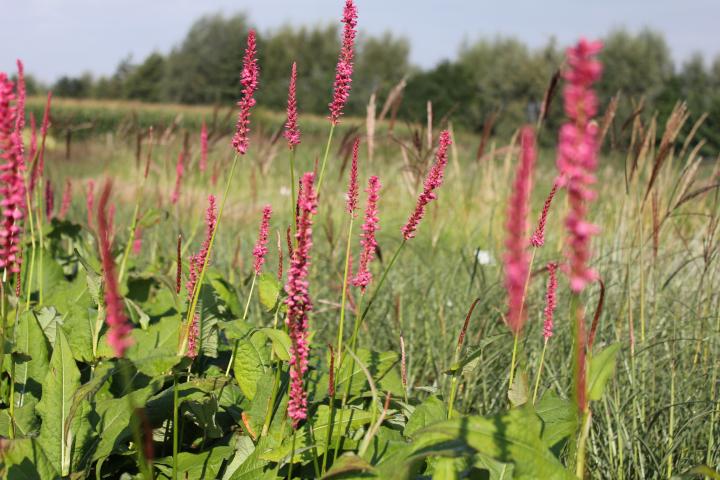 Persicaria amplexicaulis 'Summer Dance'