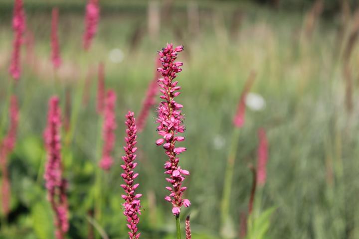 Persicaria amplexicaulis 'Summer Dance'