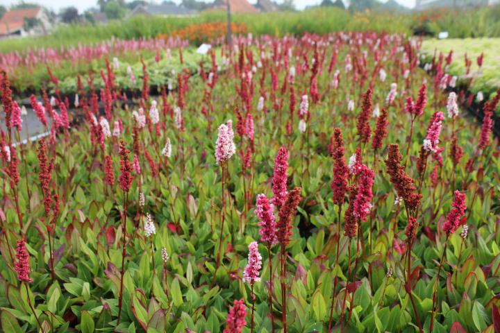 Persicaria affine 'Superba'
