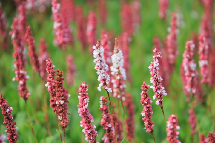 Persicaria affine 'Superba'