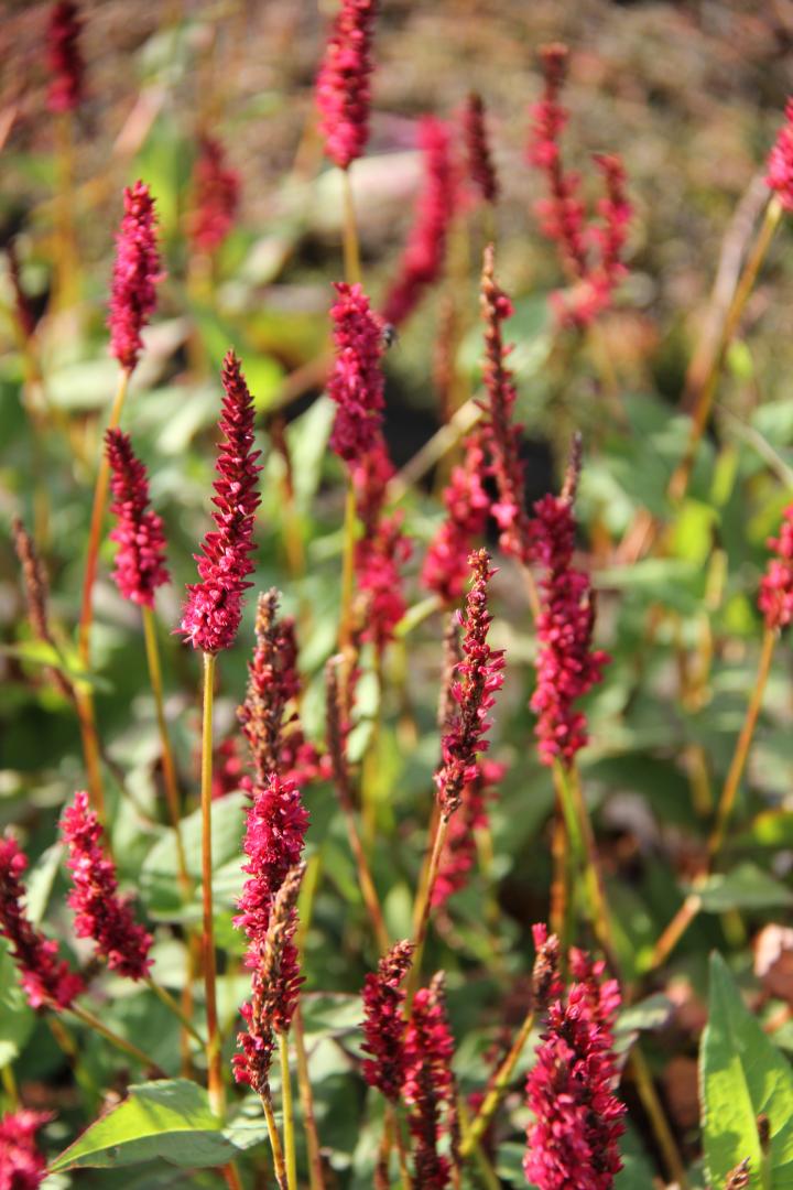 Persicaria amplexicaulis 'Vesuvius'