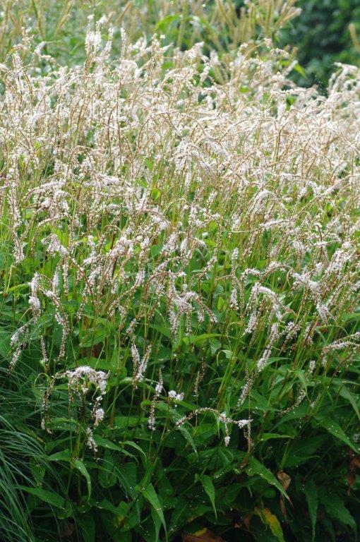 Persicaria amplexicaulis 'White Eastfield' ®