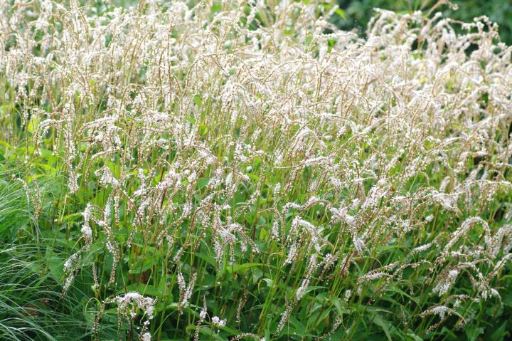 Persicaria amplexicaulis 'White Eastfield' ®