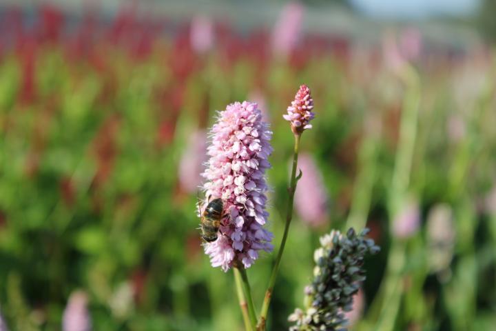 Persicaria bistorta 'Superba'