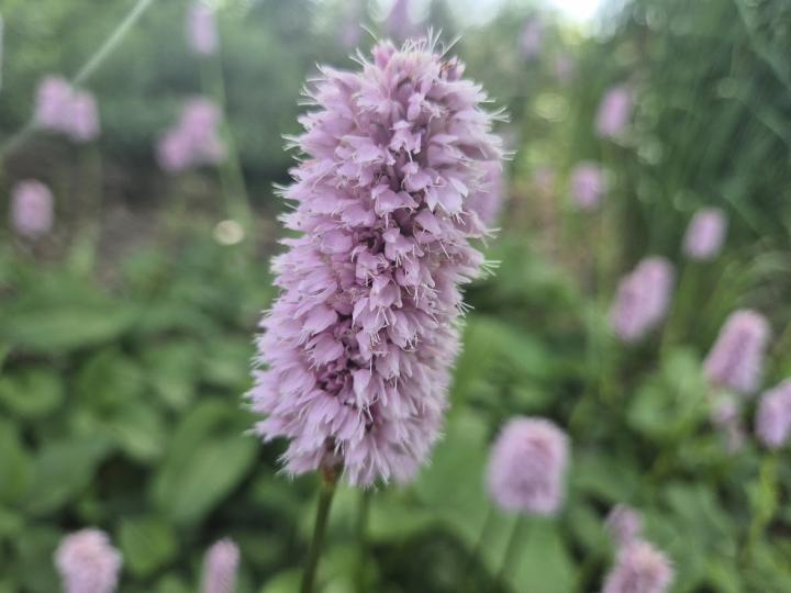 Persicaria bistorta 'Superba'