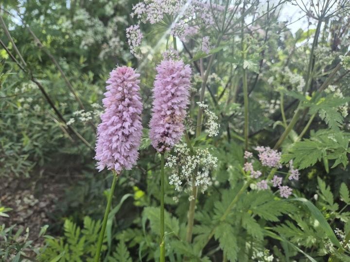 Persicaria bistorta 'Superba'