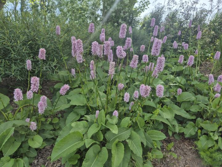 Persicaria bistorta 'Superba'