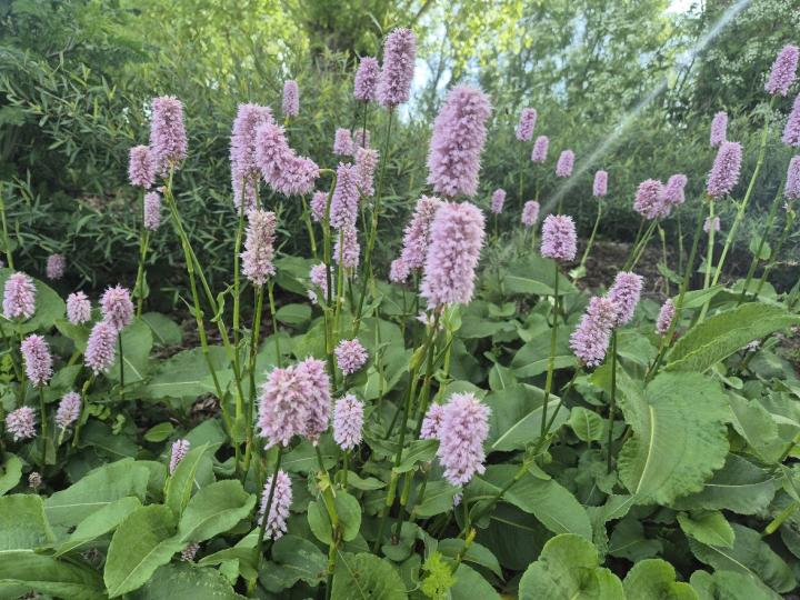 Persicaria bistorta 'Superba'