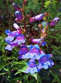 Penstemon  'Catherine de la Mare'