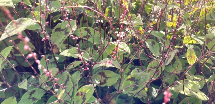 Persicaria filiformis
