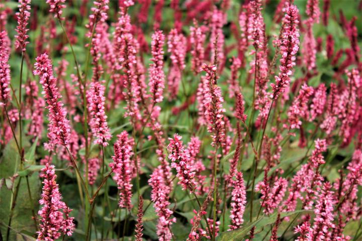 Persicaria amplexicaulis 'Harlequin' ®