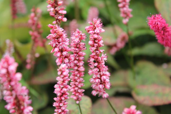 Persicaria amplexicaulis 'Harlequin' ®