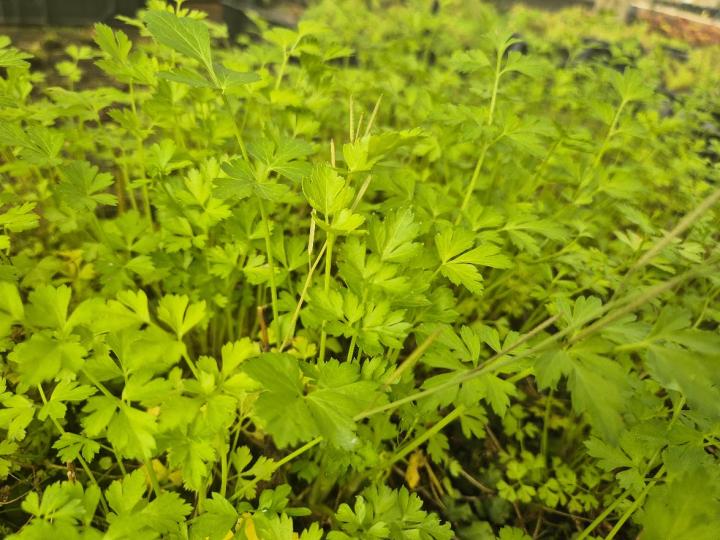 Petroselinum hortense