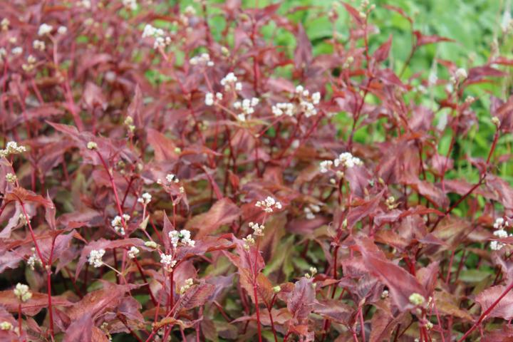 Persicaria microcephala 'Red Dragon'  PBR