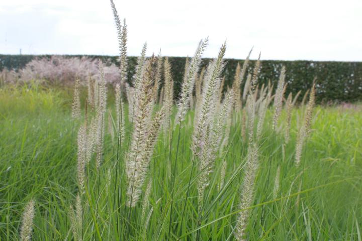 Pennisetum orientale 'Fairy Tails'