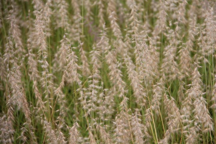 Pennisetum orientale
